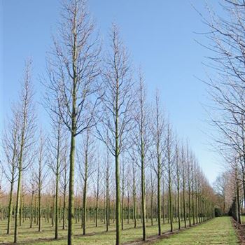 PCCH_Sol_baum_5xv_150-200x30-35x500-700_R_HO1151_2_05_03_10_33599.jpg