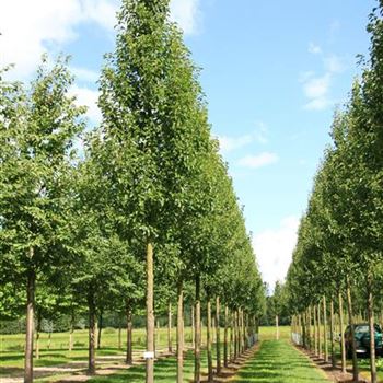 PCCH_Sol_baum_5xv_150-200x30-35x500-700_2_R_WE557_28_08_07_19715.jpg