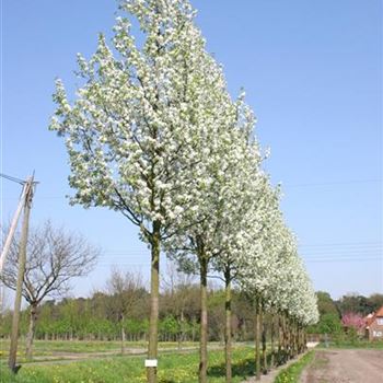 PCCH_Sol_baum_5xv_200-300x35-40x500-700_R_STE_3_05_05_06_11613.jpg