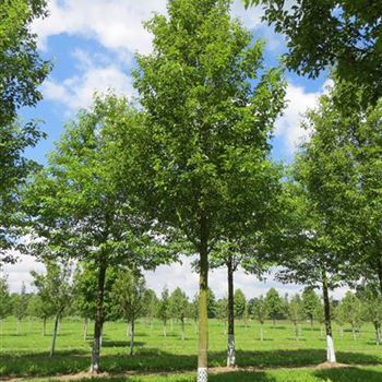 PCCH_Sol_baum_5xv_200-300x40-45x500-700b_R-561_12_06_14_ahl_40463.jpg