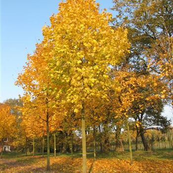 APL_Sol_baum_5xv_200_300x40_45x500_700b_R_415_31_10_11_jh.jpg
