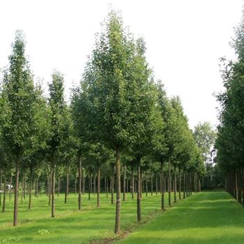 PCCH_Sol_baum_6xv_200-300x40-45x700-900_R_BRE105_3_22_08_07_19637.jpg