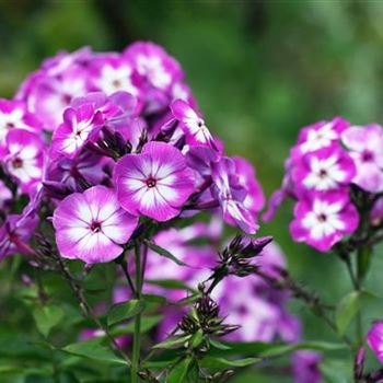 Phlox Paniculata Wilhelm Kesselring